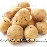 Patata novella di Galatina DOP