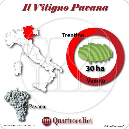 Il Vitigno Pavana e la sua coltivazione in Italia