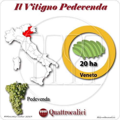 Il Vitigno Pedevenda e la sua coltivazione in Italia