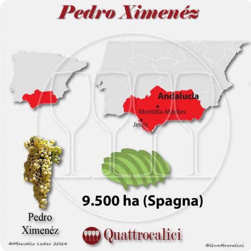 Il vitigno Pedro Ximenéz in Spagna