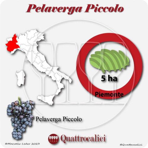Il Vitigno Pelaverga piccolo e la sua coltivazione in Italia