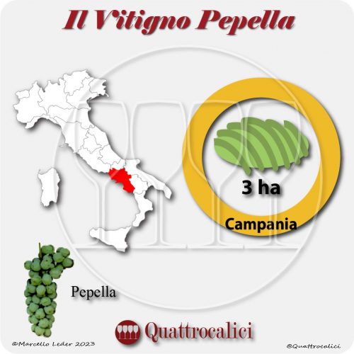 Il Vitigno Pepella e la sua coltivazione in Italia
