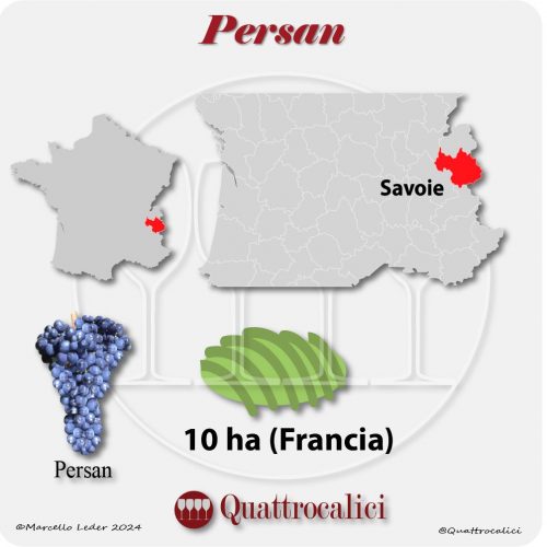Il vitigno Persan in Francia