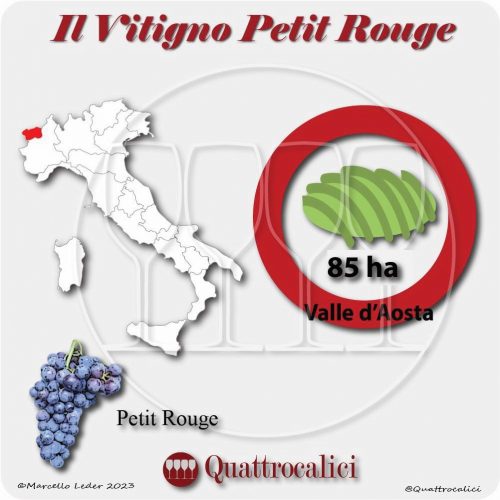 Il Vitigno Petit Rouge e la sua coltivazione in Italia
