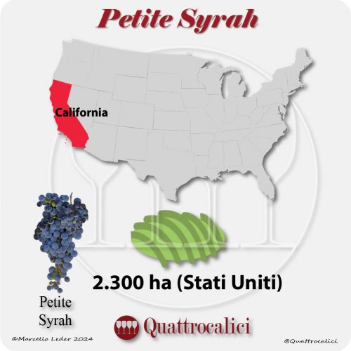 Il Petite Syrah negli Stati Uniti