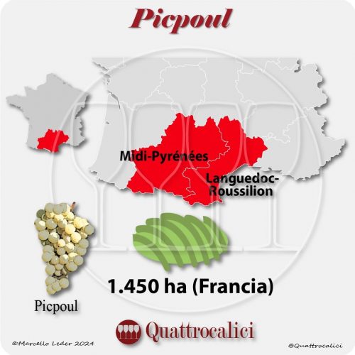 Il vitigno Picpoul in Francia