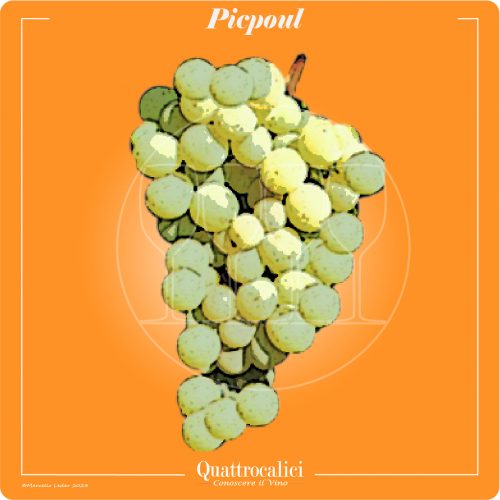 Vitigno  Picpoul