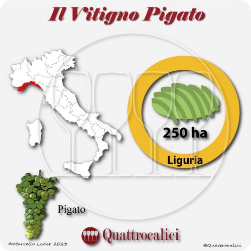 Il Vitigno Pigato e la sua coltivazione in Italia