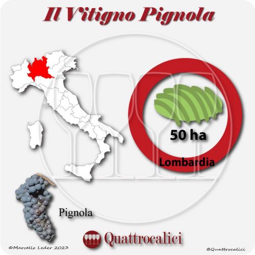 Il Vitigno Pignola e la sua coltivazione in Italia