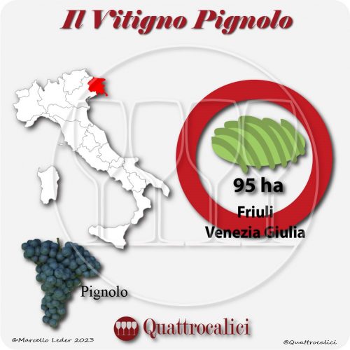 Il Vitigno Pignolo e la sua coltivazione in Italia