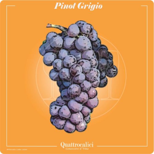 Vitigno  Pinot grigio