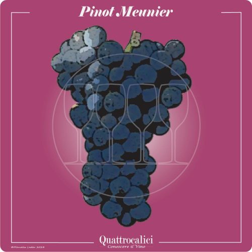 Vitigno  Pinot Meunier