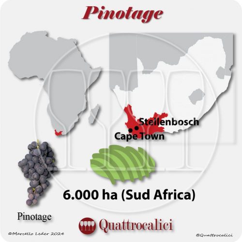 Il vitigno Pinotage in Sud Africa