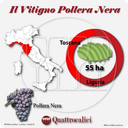 Il Vitigno Pollera nera e la sua coltivazione in Italia