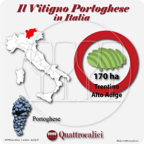 Il vitigno portoghese in Italia