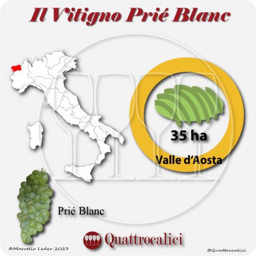Il Vitigno Prié blanc e la sua coltivazione in Italia