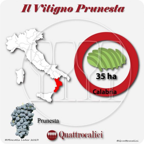 Il Vitigno Prunesta e la sua coltivazione in Italia
