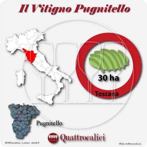 Il Vitigno Pugnitello e la sua coltivazione in Italia