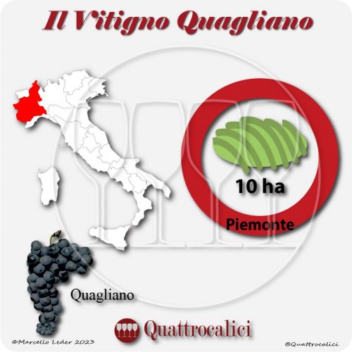 Il Vitigno Quagliano e la sua coltivazione in Italia
