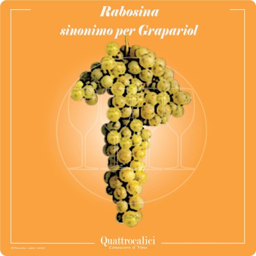 Il vitigno Rabosina