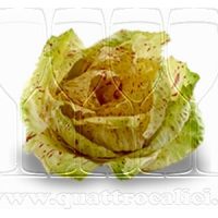 Radicchio Variegato di Castelfranco IGP
