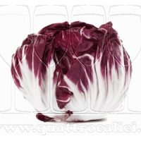 Radicchio di Chioggia IGP