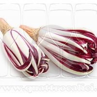Radicchio Rosso di Treviso IGP