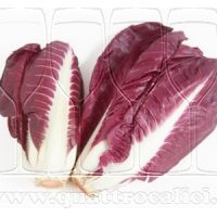 Radicchio di Verona IGP
