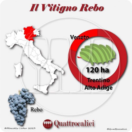 Il Vitigno Rebo e la sua coltivazione in Italia