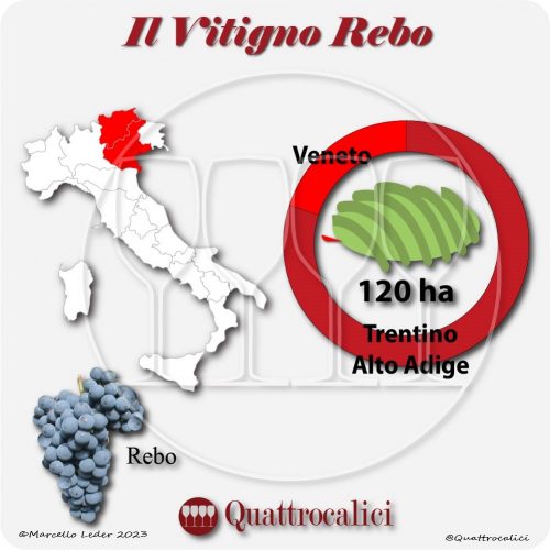 Il Vitigno Rebo e la sua coltivazione in Italia