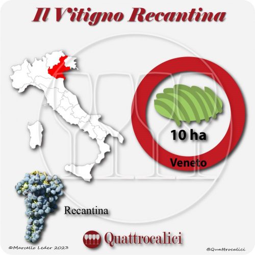 Il Vitigno Recantina e la sua coltivazione in Italia
