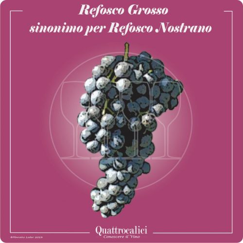 Vitigno  Refosco grosso