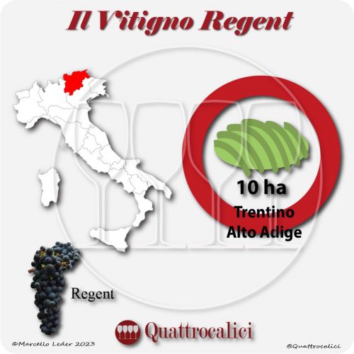 Il vitigno regent in Italia