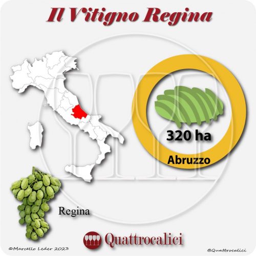 Il Vitigno Regina e la sua coltivazione in Italia