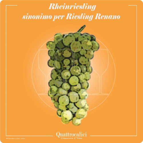 Il vitigno Rheinriesling