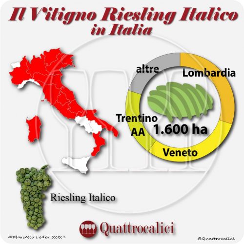 Il Vitigno Riesling Italico e la sua coltivazione in Italia