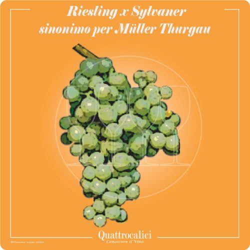 Vitigno  Riesling x Sylvaner