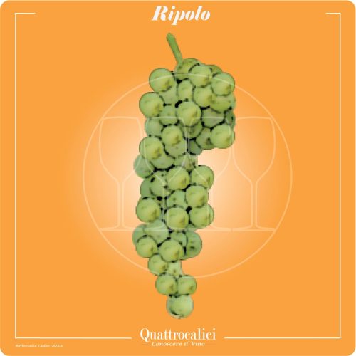 Il vitigno Ripolo