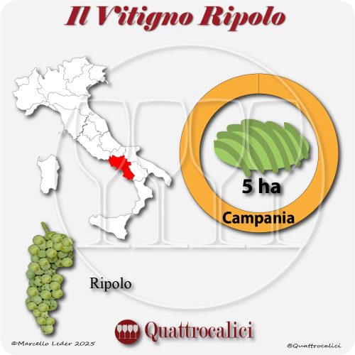 Il vitigno Ripolo in Italia