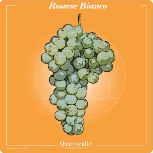 Vitigno  Rossese bianco