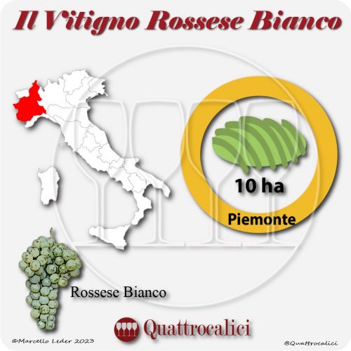 Il Vitigno Rossese bianco e la sua coltivazione in Italia