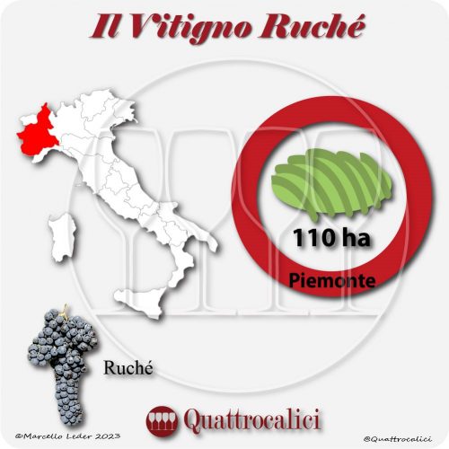 Il Vitigno Ruchè e la sua coltivazione in Italia