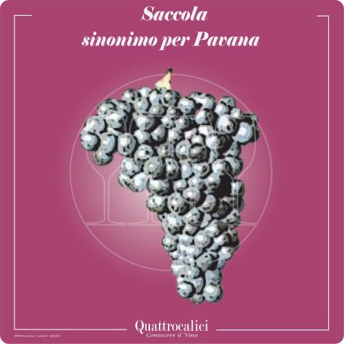Vitigno  Saccola