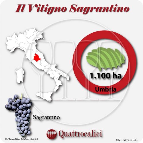 Il Vitigno Sagrantino e la sua coltivazione in Italia