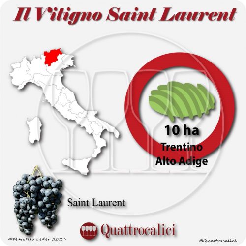 Il vitigno saint laurent in Italia