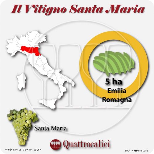 Il Vitigno Santa Maria e la sua coltivazione in Italia