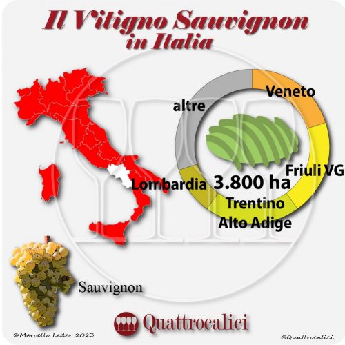 Il sauvignon in Italia