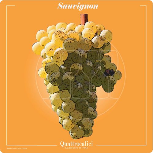 Vitigno  Sauvignon