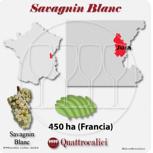Il vitigno Savagnin blanc in Francia