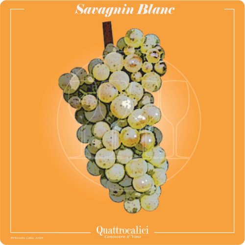 Vitigno  Savagnin blanc